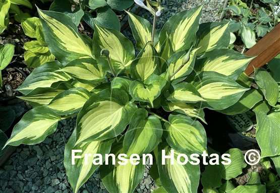 Hosta Cherokee